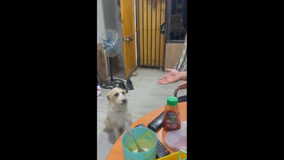 Man and dog share playful “singing” moment in Santiago, Chile