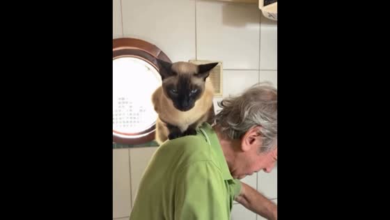 Siamese cat balances on elderly man’s back at the kitchen in Buenos Aires, Argentina