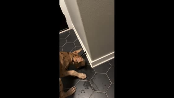 Playful dog launches hilarious attack on spring doorstop in Grimes, USA