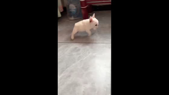 Energetic bulldog puppy jumps like a frog in Beijing, China