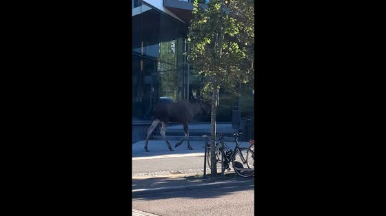 Wild moose spotted roaming streets of Stockholm, Sweden