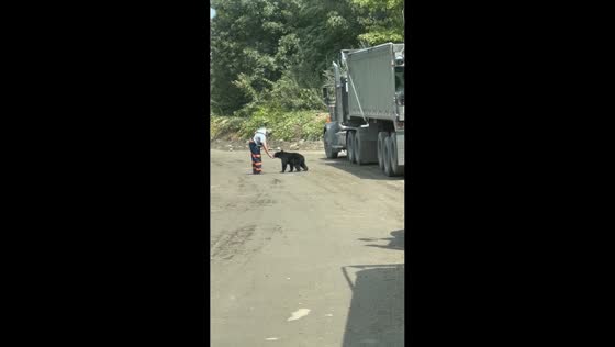 Truck driver feeds bear to safely guide it away from trailer in West Virginia, USA