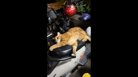 Cat lovingly greets the author then accidentally falls off motorcycle seat in Guangdong, China