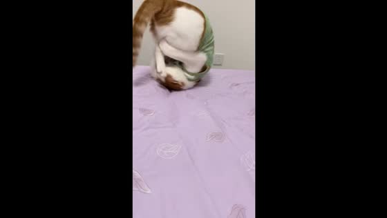 Cat in avocado outfit somersaults off bed in Hubei, China