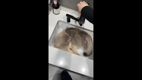 Cat reluctantly leaves cozy sink after owner turns on faucet in Zhejiang, China