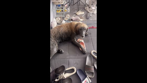 Golden retriever returns covered in mud after mysterious adventure