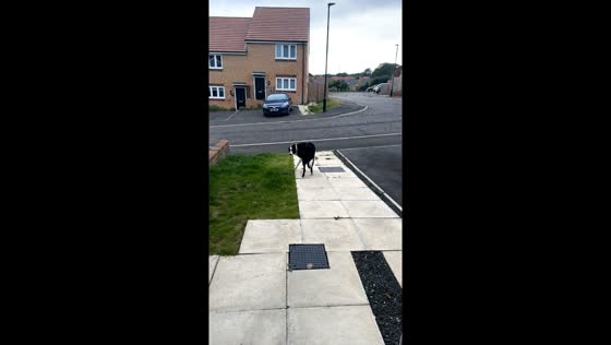 Dog walks out of house after being caught scattering trash