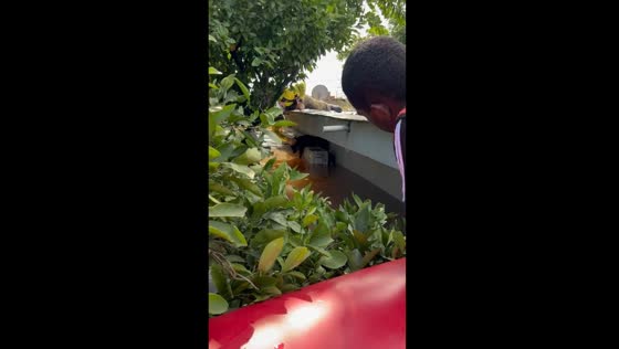 Rescue team saves dog stranded on air conditioning unit during flood in Brazil