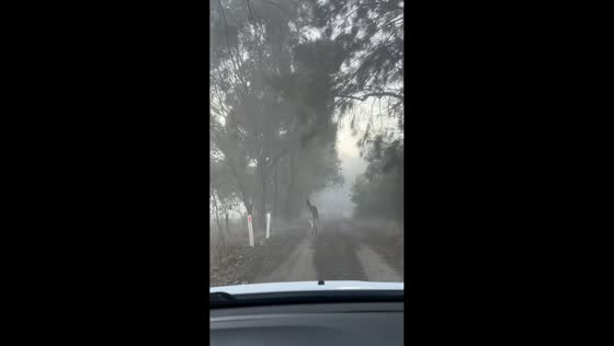 Kangaroo trips while escaping vehicle in Canberra, Australia