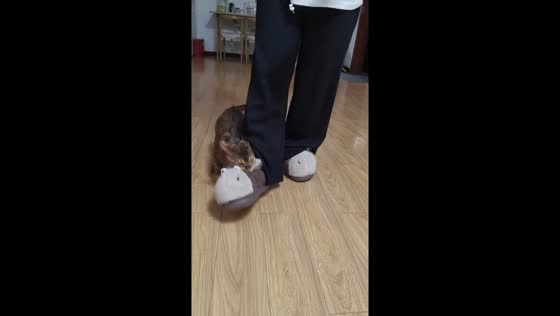 Mischievous cat bites slipper in Beijing, China