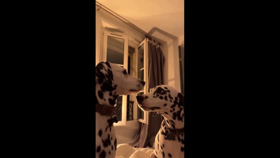 Two Dalmatians share an affectionate moment in Paris, France
