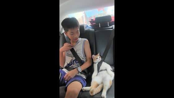 Cat sits buckled up with belly exposed inside car in Guangdong, China
