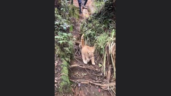 Feline friend on the mountain: wild cat joins climbers in Bogor, Indonesia