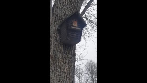Playful squirrel peeks from nest box in Gomel, Belarus