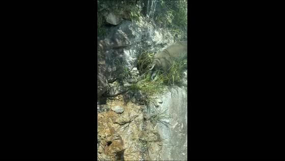 Wild boar slips while climbing a rocky hillside and jumps onto a guardrail in Fujian, China