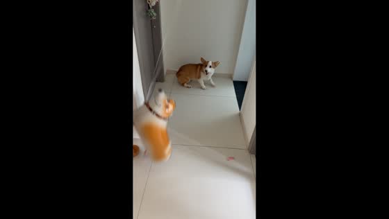 Dog barks at dog-shaped balloon in Zhejiang, China