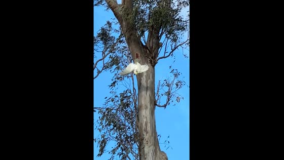 Cockatoo plays upside down in Queensland