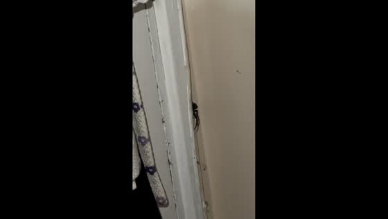 Giant spider crawls behind door in London, England, UK