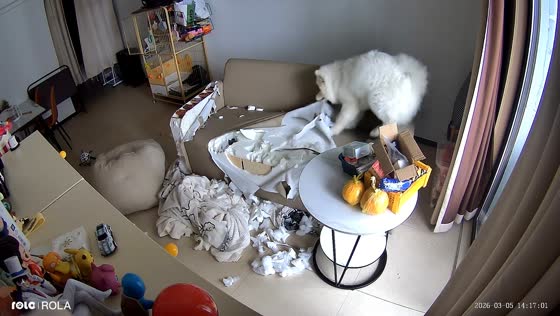 Samoyed dog tears apart couch in Zhejiang, China