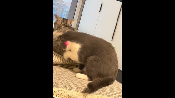 Cat playfully chasing laser light in Hebei, China