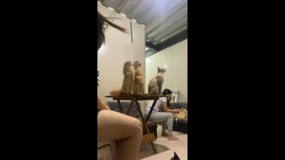 Cats remain focused on ceiling despite attempts to distract them in Taguig, Philippines