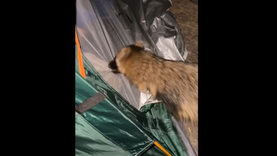 Raccoon enters tent in Poltava, Ukraine, causing panic