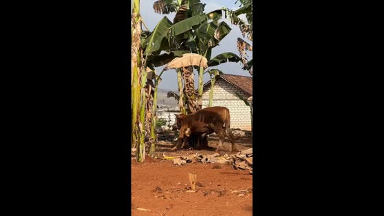 Man playfully mimics cow as it chews banana leaves in Tuban, Indonesia