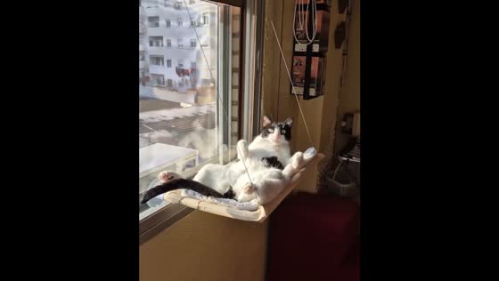 Cat naps on mini bed in sunny Zaragoza living room