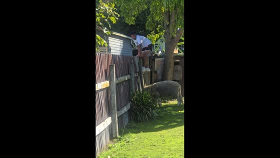 Ram scares kids climbing fence in Masterton, New Zealand