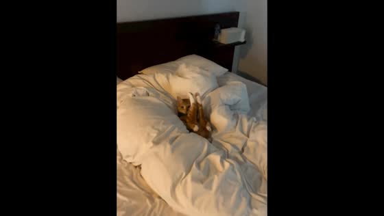The owner captures a cute moment of her cat performing a yoga pose in their bed