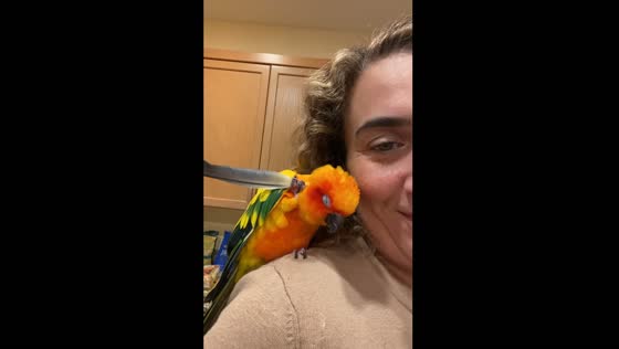 Sun conure sleeps on owner’s shoulder, uses feather to scratch head in Bellevue