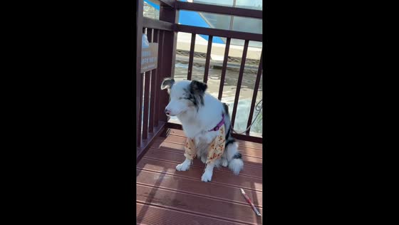 Sleepy dog tips over while resting on a deck in Heilongjiang, China