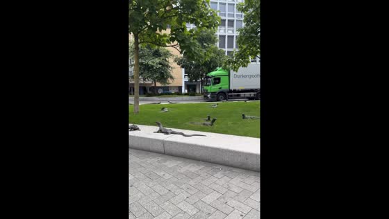 Reptile sculptures amaze visitors in Amsterdam 