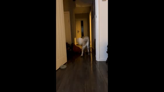 Chester the backward-walking pup: hilarious hijinks in Leighton Buzzard