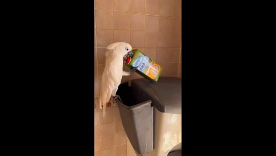 Cockatoo pulls juice carton from trash bin and drinks it upside down in Ugena, Spain