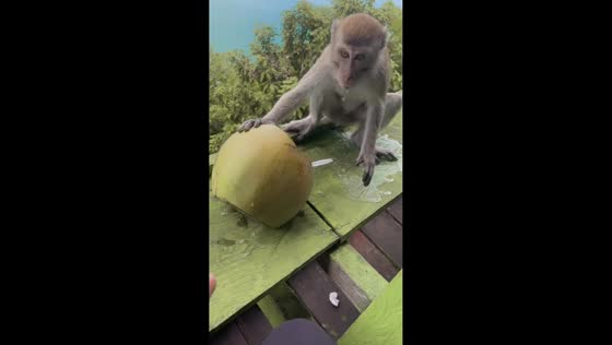 Curious monkey spills coconut water in Aceh, Indonesia