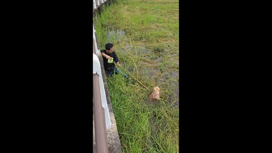 French bulldog plays in flooded rice field in Bangkok, Thailand