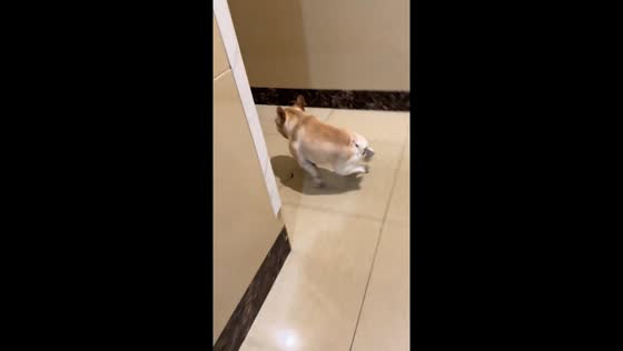 French bulldog hilariously slides on slippery floor in Sichuan, China