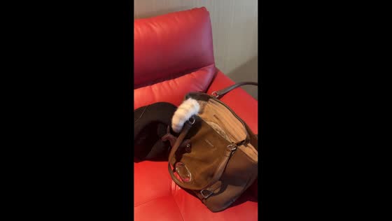 Cat responds while hiding inside a bag in Shandong, China