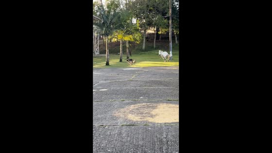 German Shepherd chased by horse in Medellín, Colombia