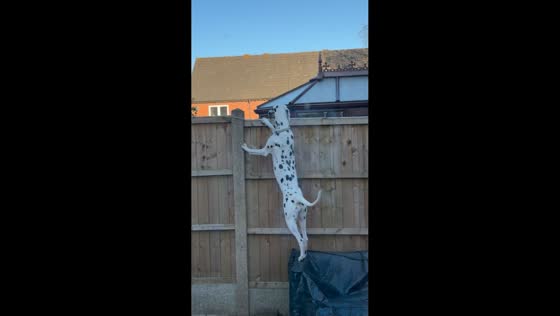 Dalmatian curiously peers over fence in Staffordshire, England, UK