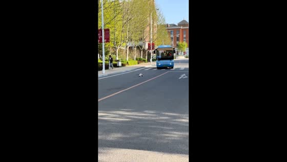 Bus carefully avoids cat resting on road in Liaoning, China