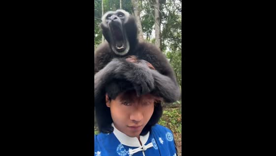 Gibbon monkey climbs and howls on tourist shoulder in Pu'er, China