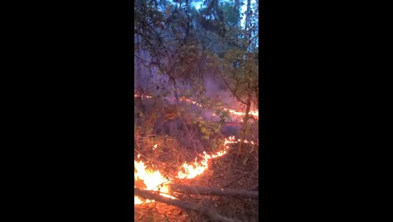 Lightning-sparked wildfire spreads through dry vegetation in Bearden, USA