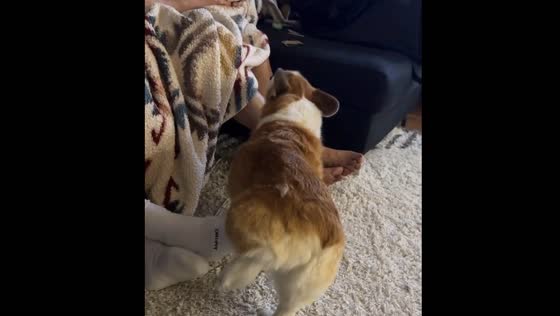 Corgi lifts leg for belly rubs: hilarious misunderstanding in Seattle