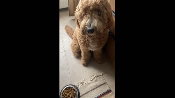 Creative solution: how chopping board 'magic' got Jamie the dog eating again