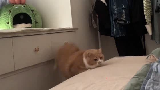 Cat falls while chasing red light dot in Anhui, China