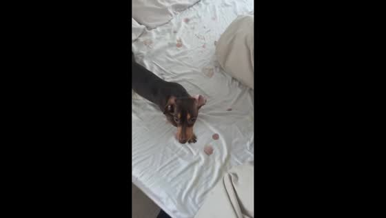 Dog on her period on white sheets in Davenport, USA
