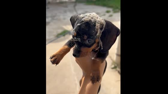 Dog goes into a sack and comes out dirty in Argentina