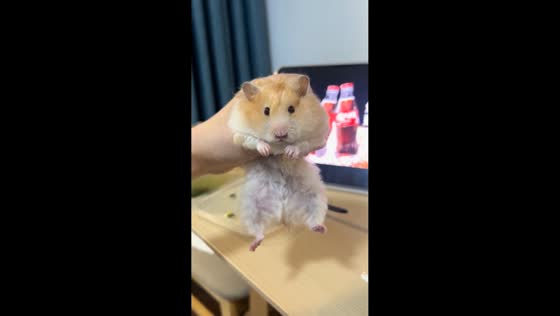 Golden hamster refuses to let go of noodles in Hubei, China